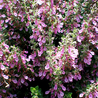 Teucrio hbrido